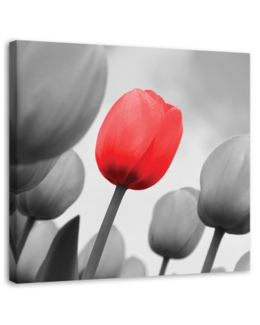 Leinwandbild - Rote Tulpe in Grau | Feeby