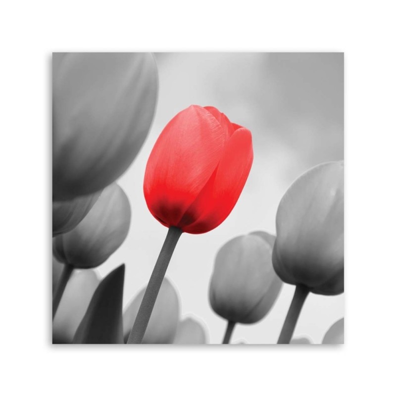 Leinwandbild - Rote Tulpe in Grau | Feeby