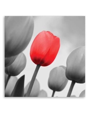 Leinwandbild - Rote Tulpe in Grau | Feeby