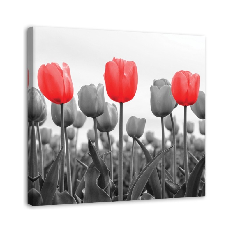 Bild auf Leinwand - Rote Tulpen auf einer Wiese | Feeby