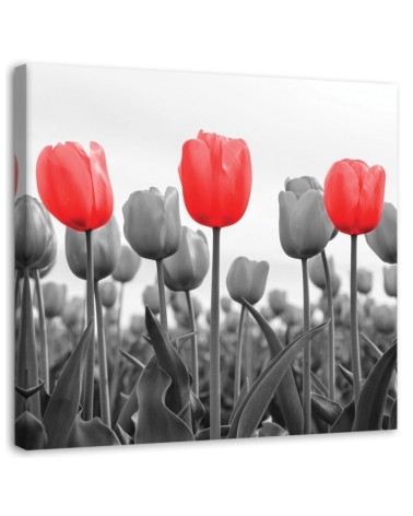 Bild auf Leinwand - Rote Tulpen auf einer Wiese | Feeby