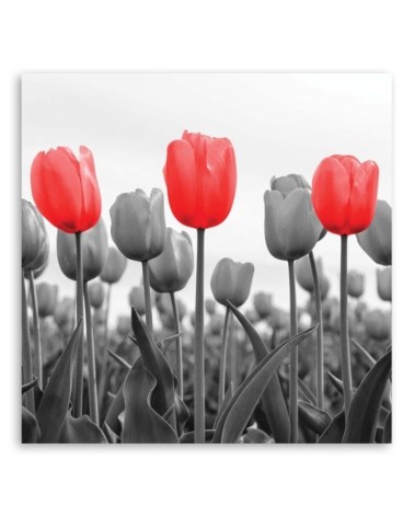 Bild auf Leinwand - Rote Tulpen auf einer Wiese | Feeby