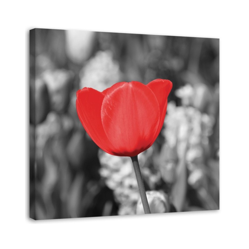 Leinwandbild - Rote Tulpe auf einer Wiese | Feeby