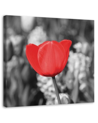 Leinwandbild - Rote Tulpe auf einer Wiese | Feeby
