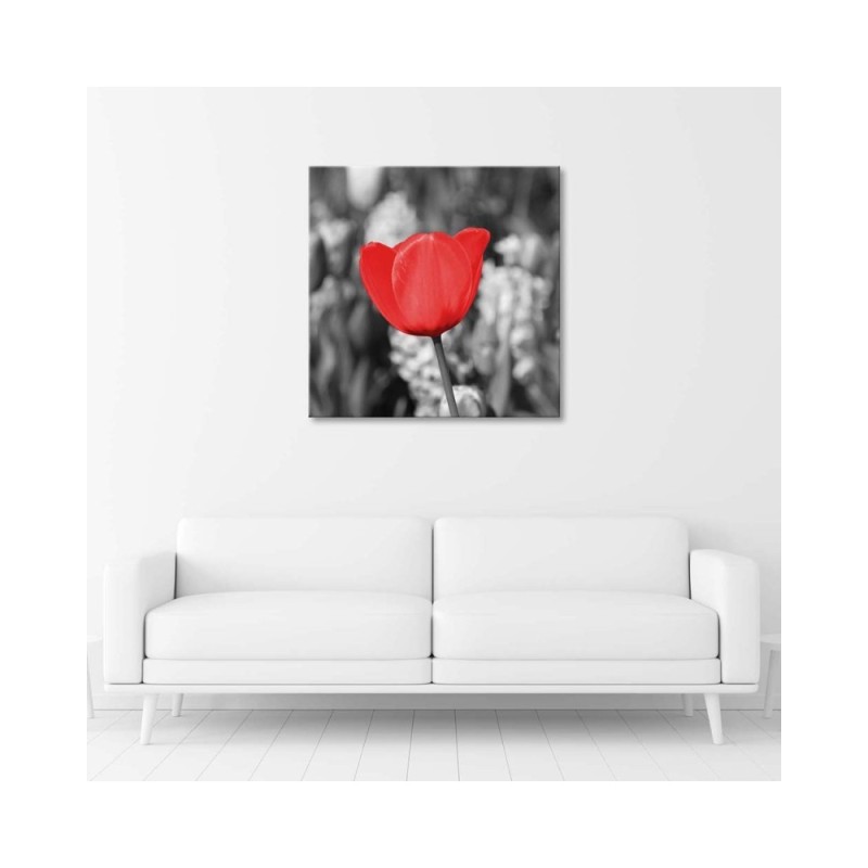 Leinwandbild - Rote Tulpe auf einer Wiese | Feeby