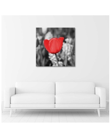 Leinwandbild - Rote Tulpe auf einer Wiese | Feeby