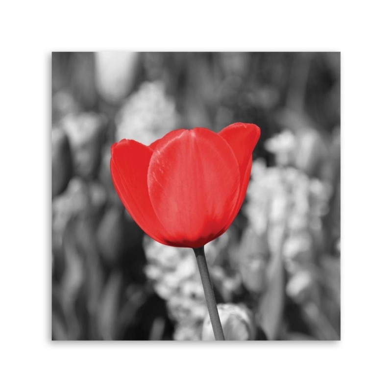 Leinwandbild - Rote Tulpe auf einer Wiese | Feeby