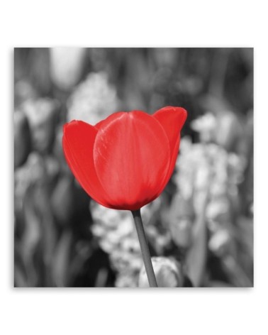 Leinwandbild - Rote Tulpe auf einer Wiese | Feeby