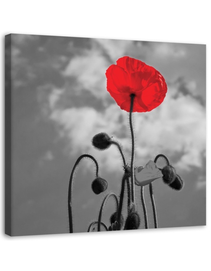 Modernes Wandbild - Mohnblumen Natur Pflanzen | Feeby