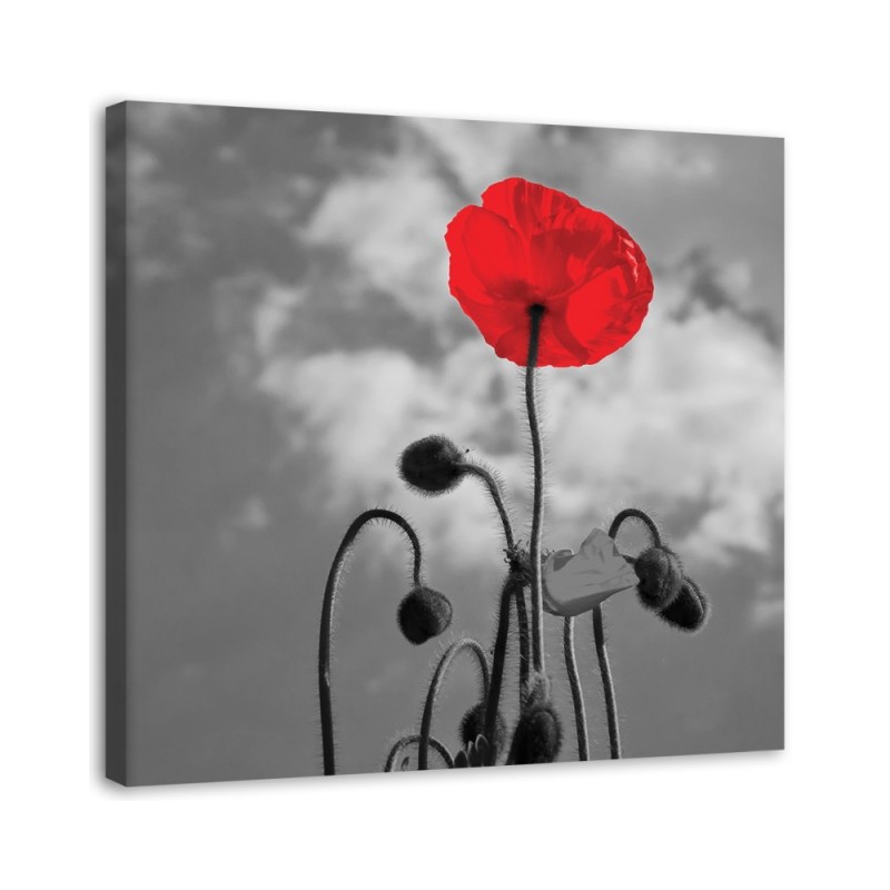 Modernes Wandbild - Mohnblumen Natur Pflanzen | Feeby