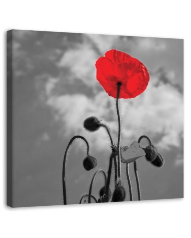 Canvas painting for living room - Flowering poppy | FEEBY