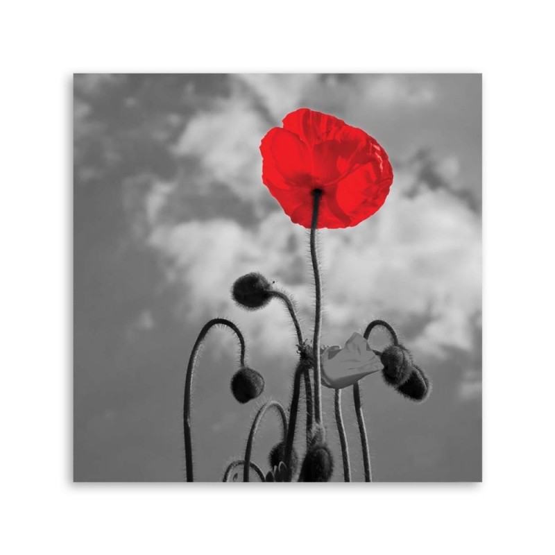 Modernes Wandbild - Mohnblumen Natur Pflanzen | Feeby