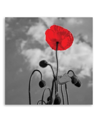 Modernes Wandbild - Mohnblumen Natur Pflanzen | Feeby