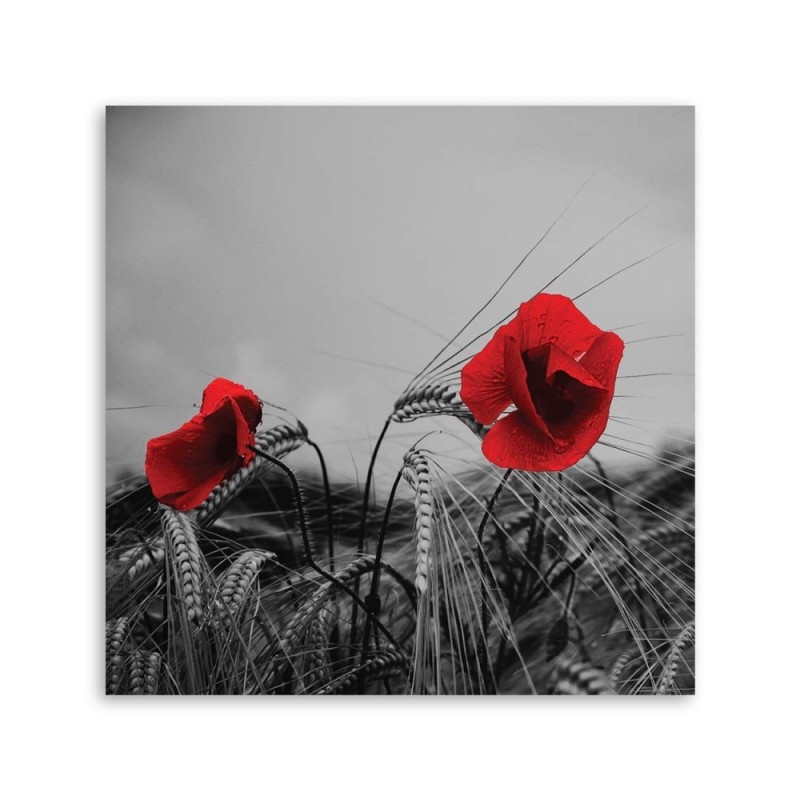 Dekoratives Leinwandbild - Rote Mohnblumen | Feeby