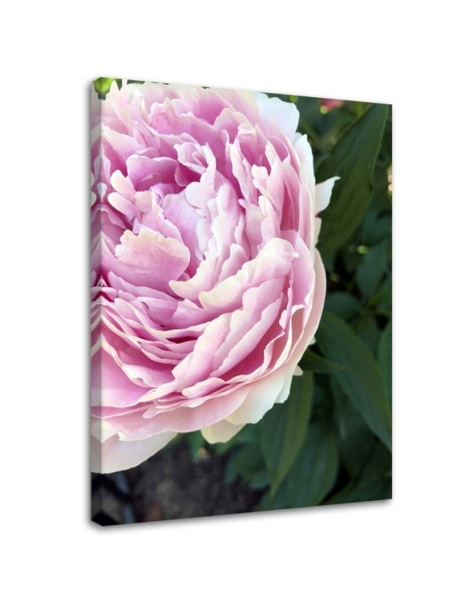 Bild auf Leinwand - Rosa Pfingstrose Blumen | Feeby