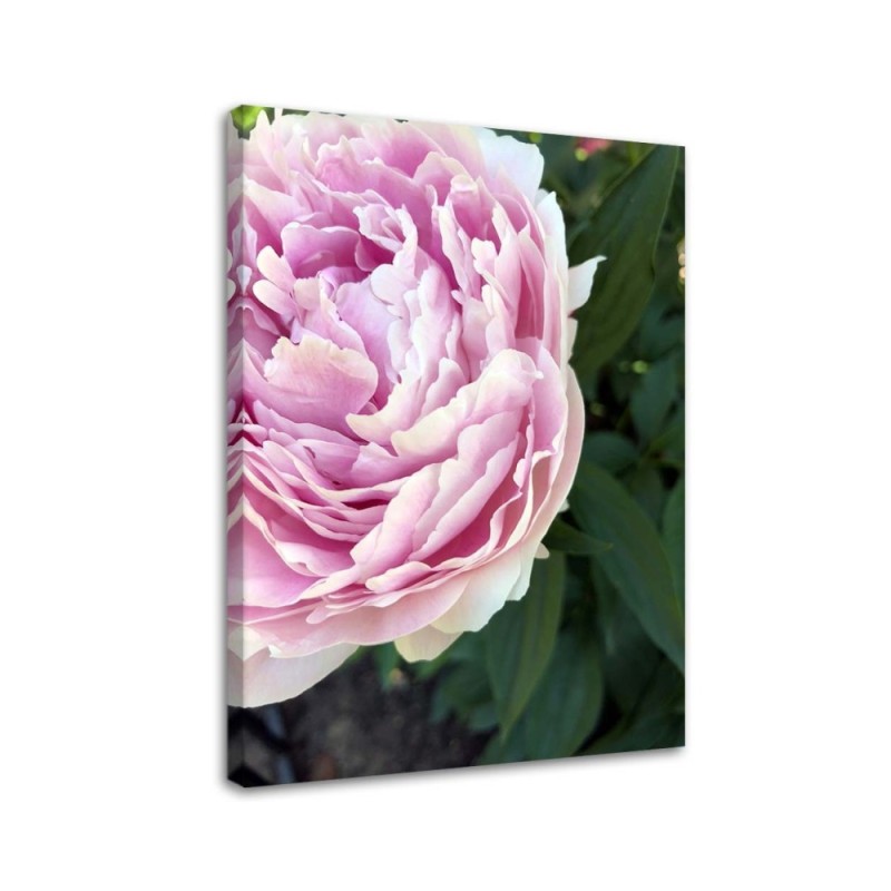 Bild auf Leinwand - Rosa Pfingstrose Blumen | Feeby
