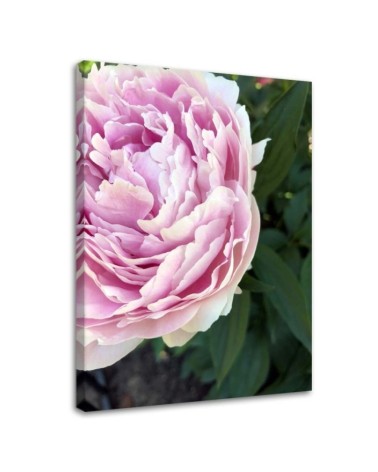 Canvas print - Pink peony flower macro | FEEBY