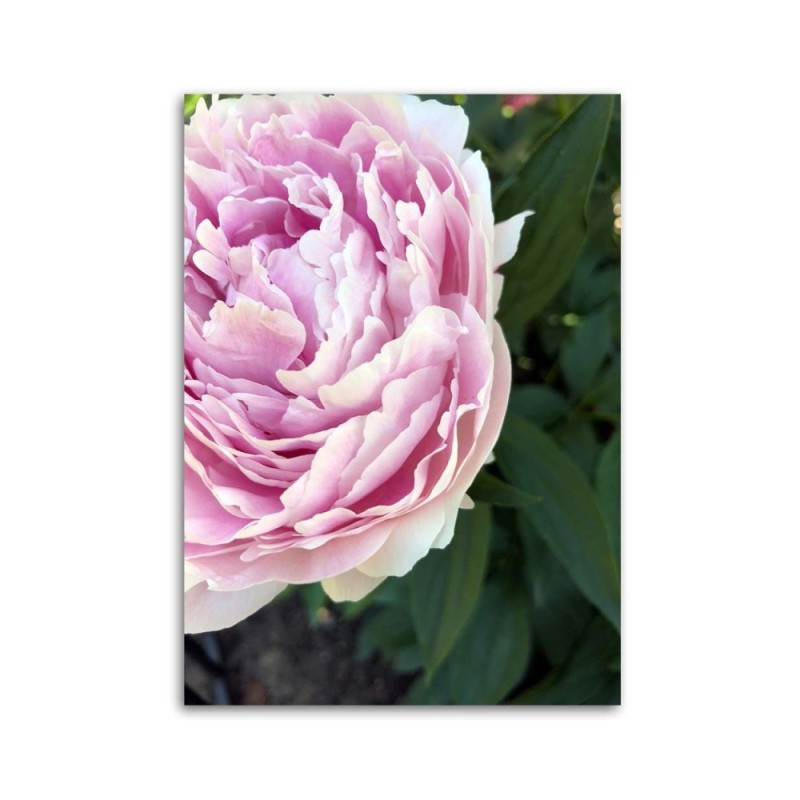 Bild auf Leinwand - Rosa Pfingstrose Blumen | Feeby