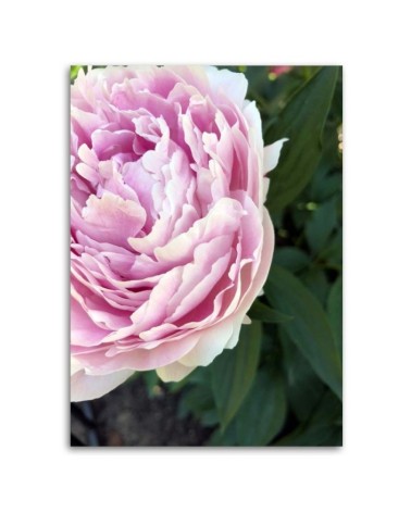 Bild auf Leinwand - Rosa Pfingstrose Blumen | Feeby