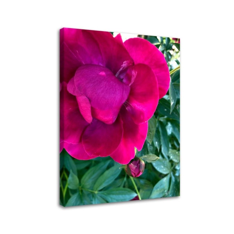 Leinwandbild modern - Pfingstrose Blumem | Feeby