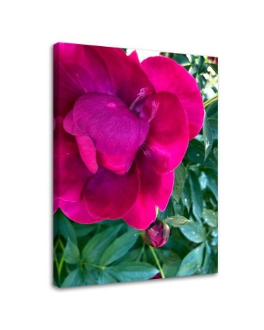 Leinwandbild modern - Pfingstrose Blumem | Feeby