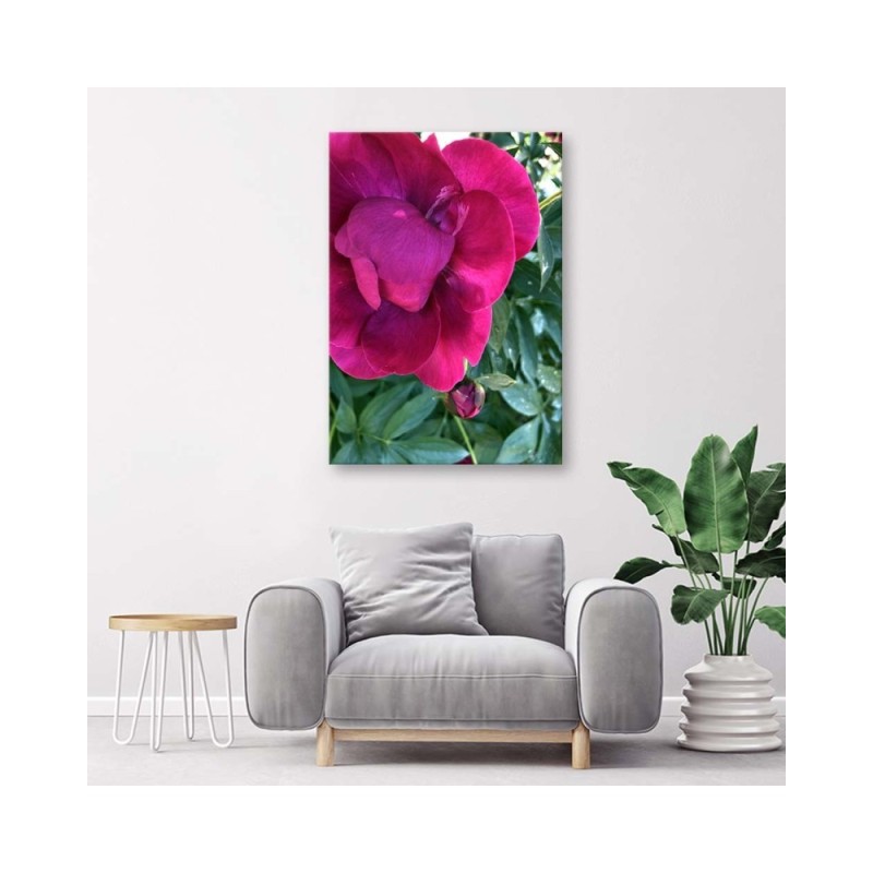 Leinwandbild modern - Pfingstrose Blumem | Feeby