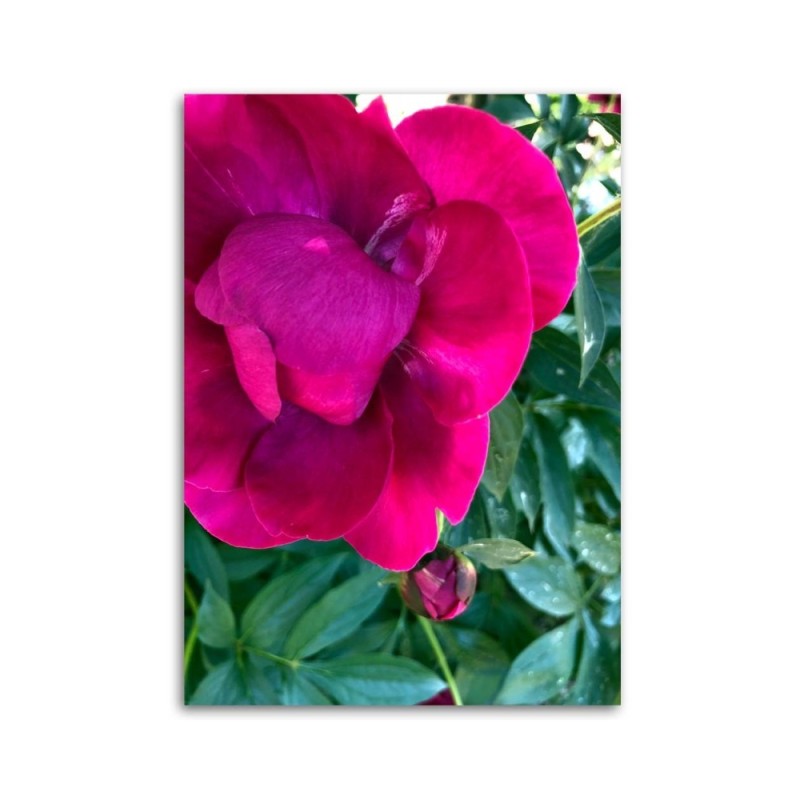 Leinwandbild modern - Pfingstrose Blumem | Feeby