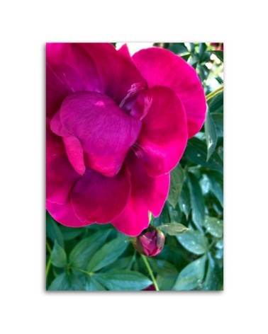 Leinwandbild modern - Pfingstrose Blumem | Feeby