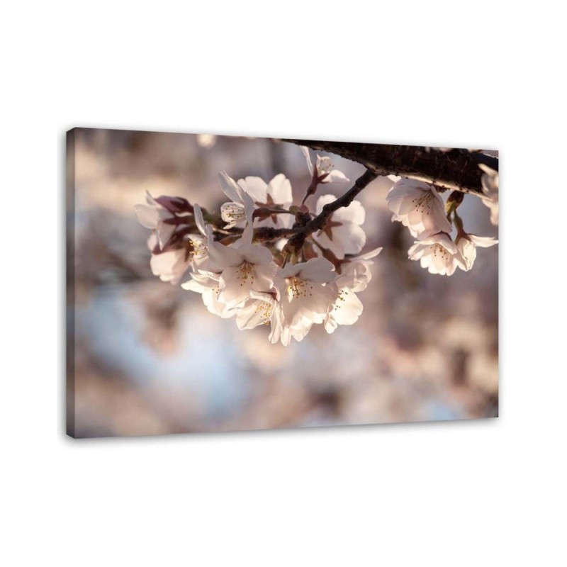 Dekoratives Leinwandbild - Kirschblüte | Feeby