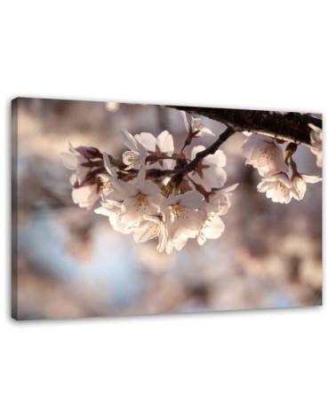 Dekoratives Leinwandbild - Kirschblüte | Feeby