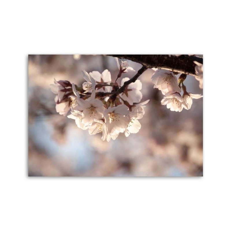 Dekoratives Leinwandbild - Kirschblüte | Feeby