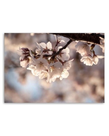Dekoratives Leinwandbild - Kirschblüte | Feeby