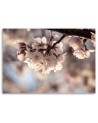 Modern Canvas painting for living room - Cherry blossom nature | FEEBY