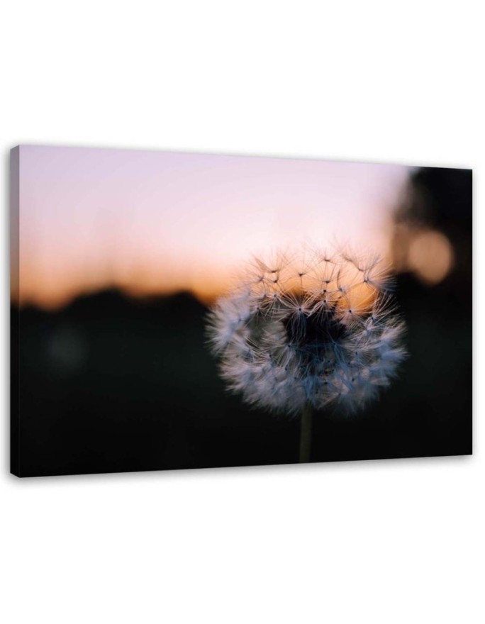 Modernes Wandbild - Pusteblume und Sonnenuntergang | Feeby