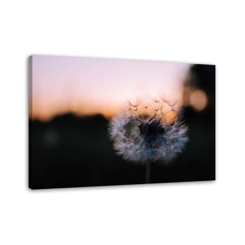 Modernes Wandbild - Pusteblume und Sonnenuntergang | Feeby