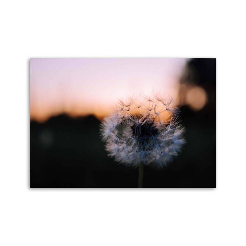 Modernes Wandbild - Pusteblume und Sonnenuntergang | Feeby