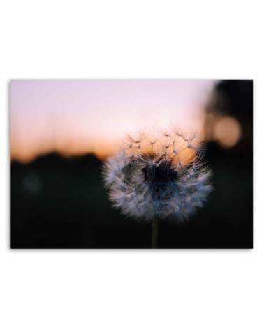Modernes Wandbild - Pusteblume und Sonnenuntergang | Feeby