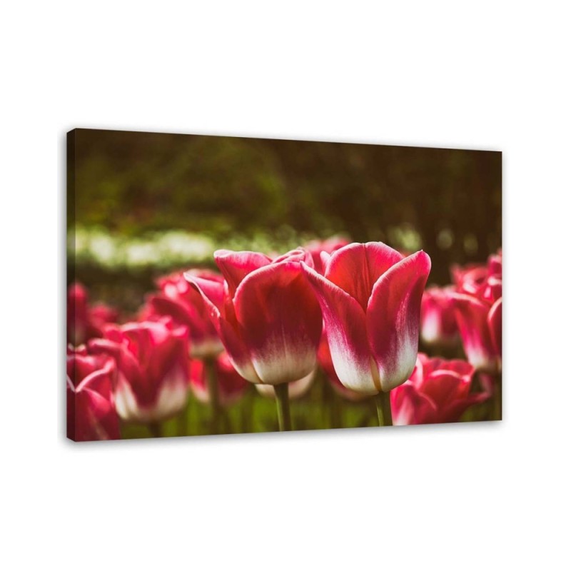 Bild auf Leinwand - Blühende Tulpen | Feeby