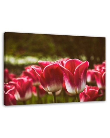 Blooming tulips flowers - Canvas prints for living room | FEEBY