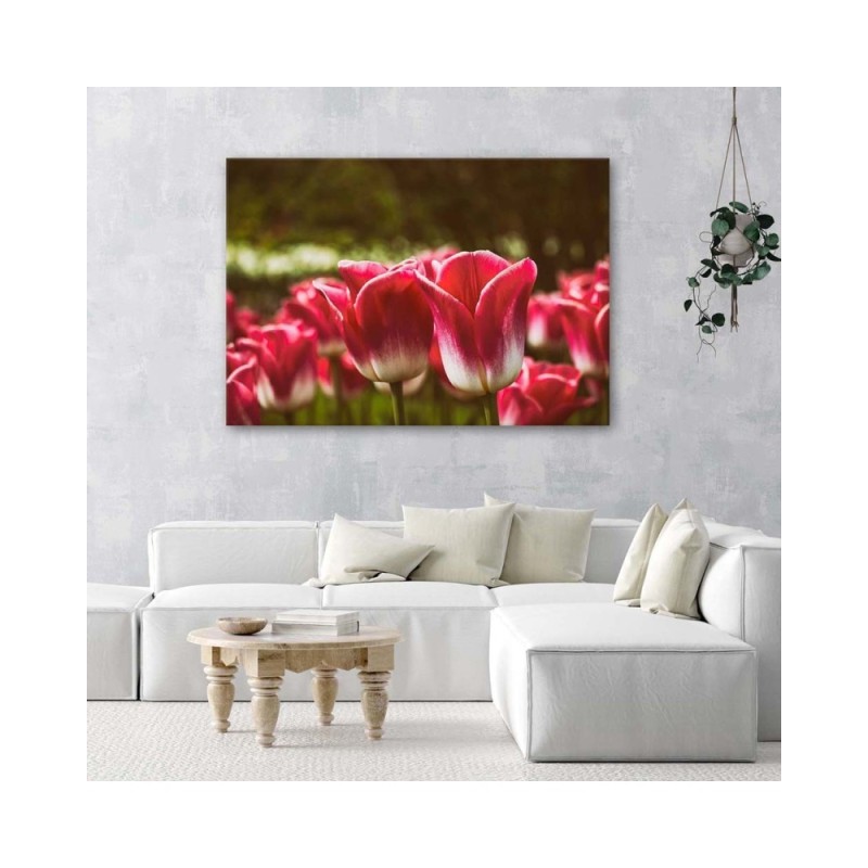 Bild auf Leinwand - Blühende Tulpen | Feeby