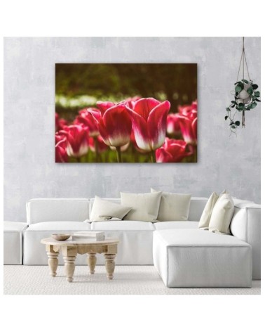 Bild auf Leinwand - Blühende Tulpen | Feeby