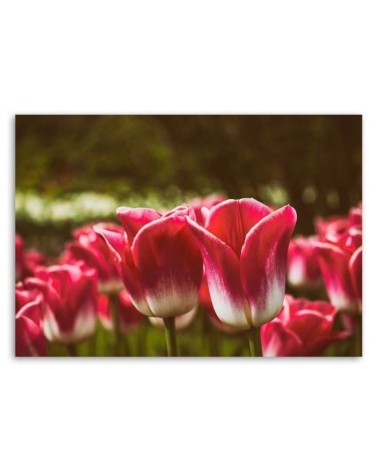 Bild auf Leinwand - Blühende Tulpen | Feeby