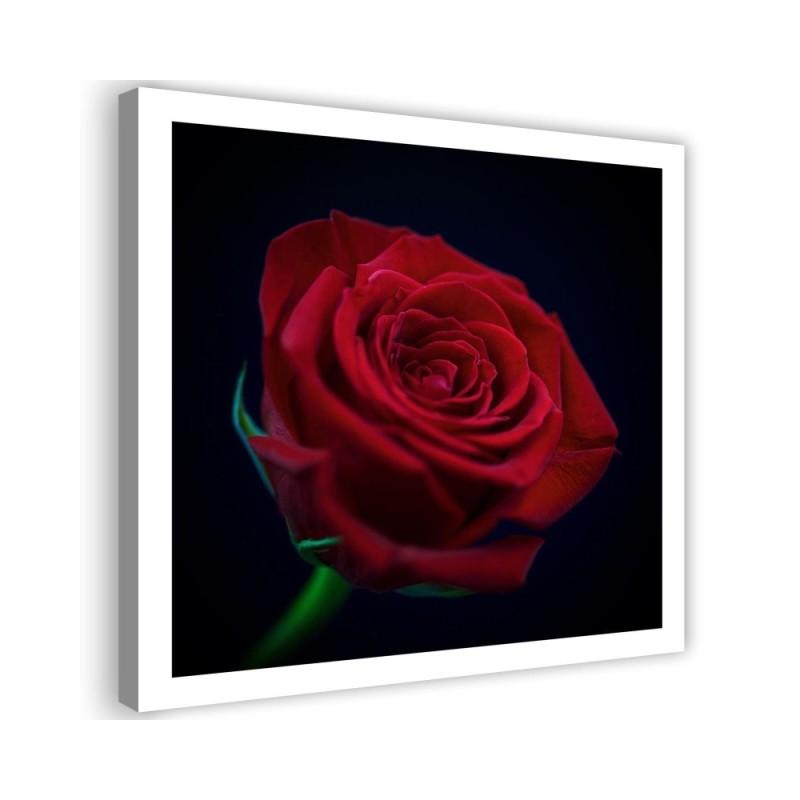 Wandbild für Wohnzimmer - Rote Rose in der Dunkelheit | Feeby