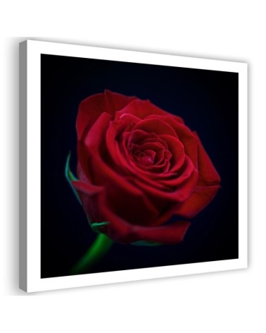 Wandbild für Wohnzimmer - Rote Rose in der Dunkelheit | Feeby