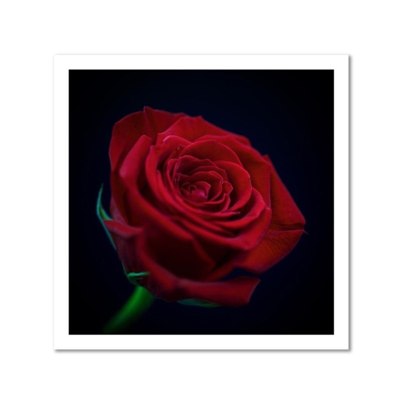 Wandbild für Wohnzimmer - Rote Rose in der Dunkelheit | Feeby