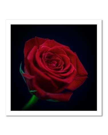 Wandbild für Wohnzimmer - Rote Rose in der Dunkelheit | Feeby