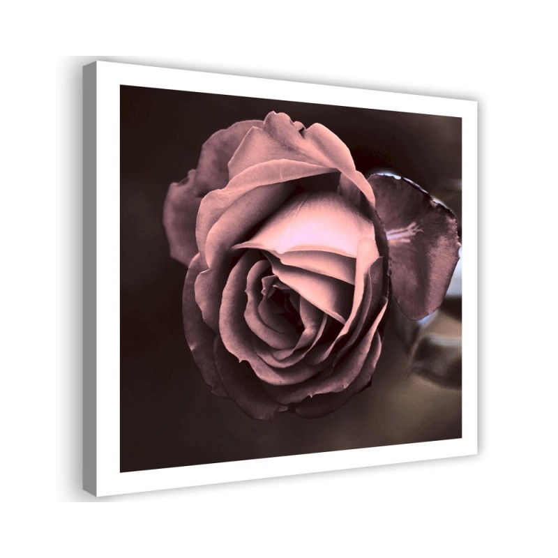 Leinwandbild - Schöne Rose Blumen | Feeby