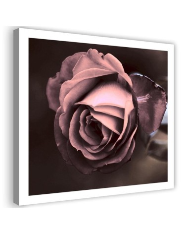 Leinwandbild - Schöne Rose Blumen | Feeby