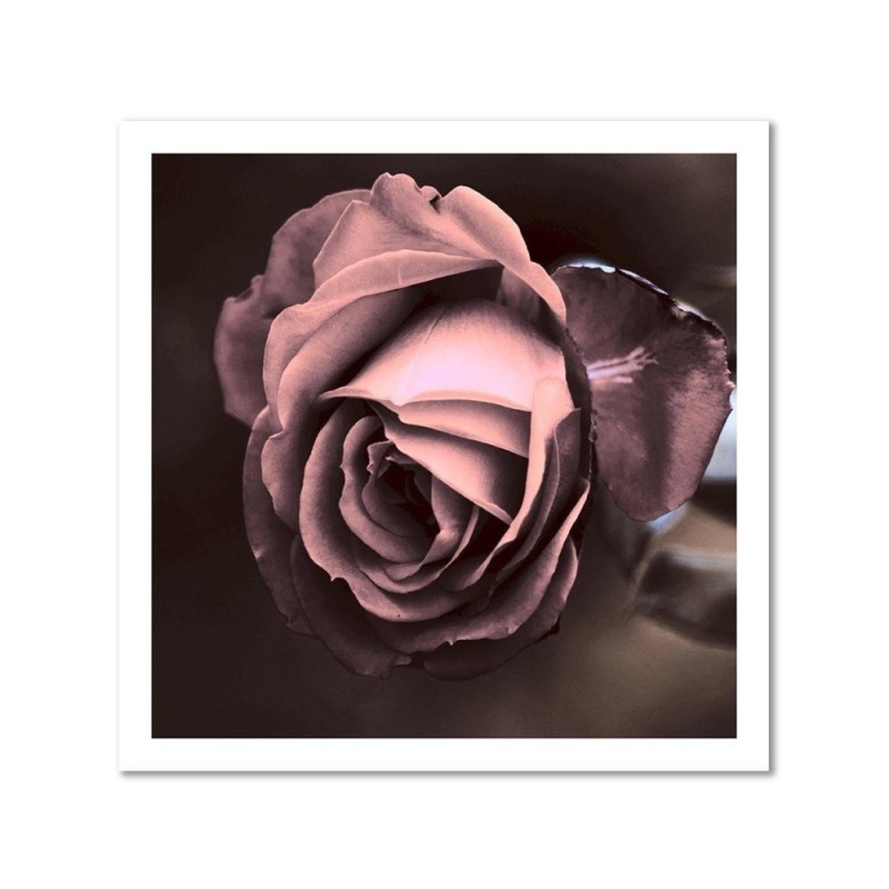 Leinwandbild - Schöne Rose Blumen | Feeby