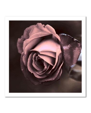 Leinwandbild - Schöne Rose Blumen | Feeby